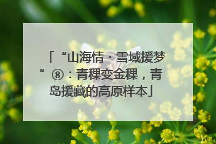 “山海情・雪域援梦”⑧：青稞变金稞，青岛援藏的高原样本