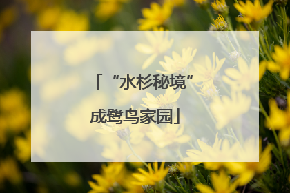 “水杉秘境”成鹭鸟家园