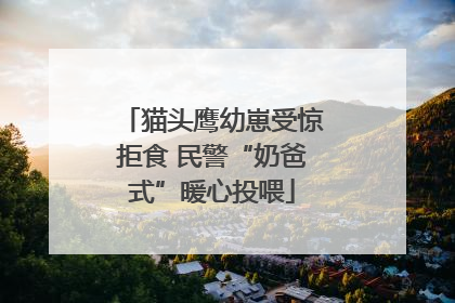 猫头鹰幼崽受惊拒食 民警“奶爸式”暖心投喂