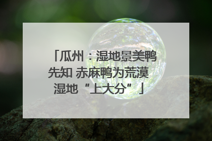 瓜州：湿地景美鸭先知 赤麻鸭为荒漠湿地“上大分”