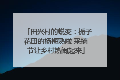 田兴村的蜕变：栀子花田的杨梅熟啦 采摘节让乡村热闹起来