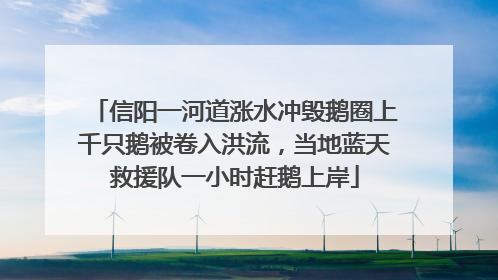 信阳一河道涨水冲毁鹅圈上千只鹅被卷入洪流，当地蓝天救援队一小时赶鹅上岸
