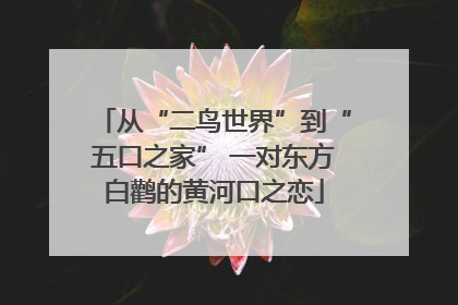 从“二鸟世界”到“五口之家” 一对东方白鹳的黄河口之恋