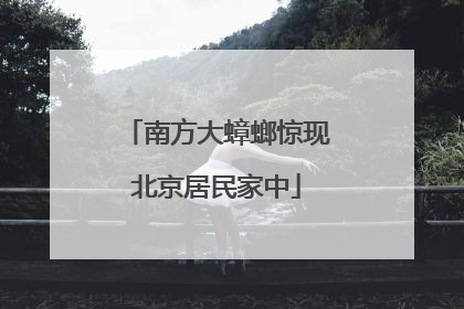 南方大蟑螂惊现北京居民家中