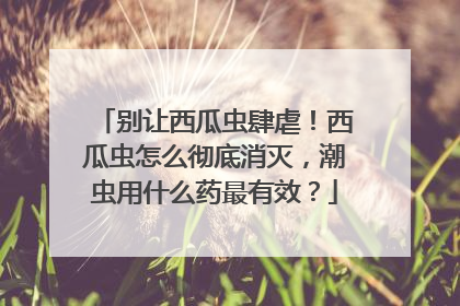 别让西瓜虫肆虐！西瓜虫怎么彻底消灭，潮虫用什么药最有效？