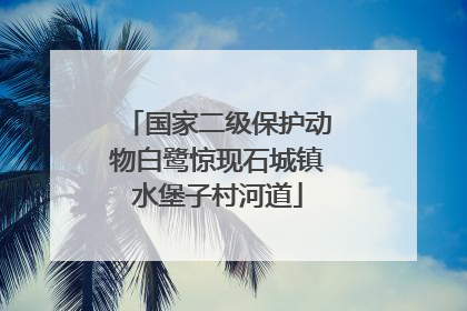 国家二级保护动物白鹭惊现石城镇水堡子村河道