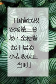 国营民权农场第三分场：金穗卷起千层浪 小麦收获正当时