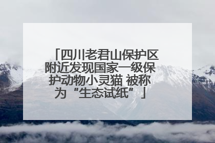 四川老君山保护区附近发现国家一级保护动物小灵猫 被称为“生态试纸”