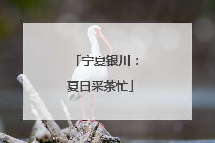 宁夏银川：夏日采茶忙
