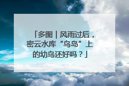 多图｜风雨过后，密云水库“鸟岛”上的幼鸟还好吗？