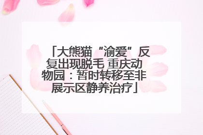 大熊猫“渝爱”反复出现脱毛 重庆动物园：暂时转移至非展示区静养治疗