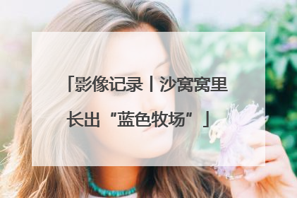 影像记录丨沙窝窝里长出“蓝色牧场”