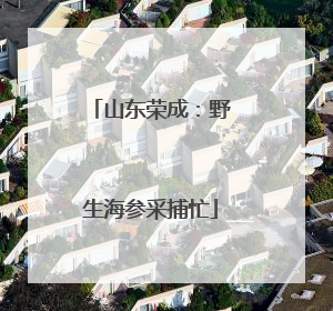 山东荣成：野生海参采捕忙