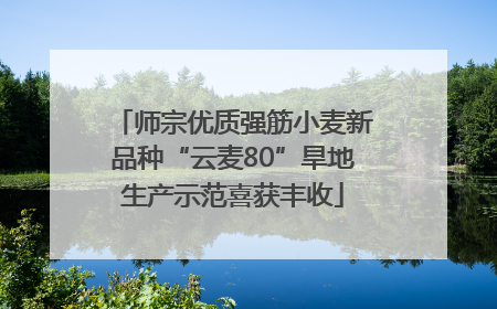 师宗优质强筋小麦新品种“云麦80”旱地生产示范喜获丰收