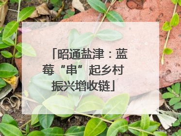 昭通盐津：蓝莓“串”起乡村振兴增收链