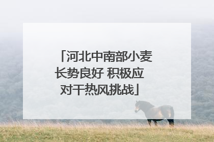 河北中南部小麦长势良好 积极应对干热风挑战