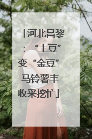 河北昌黎：“土豆”变“金豆” 马铃薯丰收采挖忙