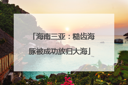 海南三亚：糙齿海豚被成功放归大海
