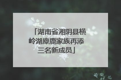 湖南省湘阴县横岭湖麋鹿家族再添三名新成员