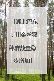 湖北巴东：川金丝猴种群数量稳步增加