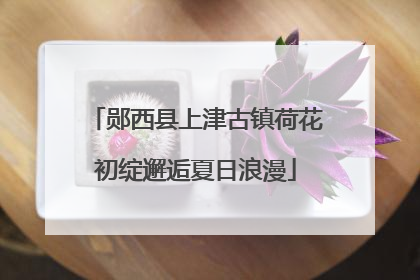 郧西县上津古镇荷花初绽邂逅夏日浪漫