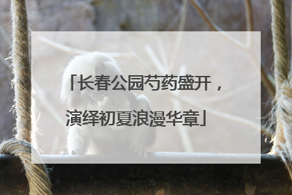 长春公园芍药盛开，演绎初夏浪漫华章