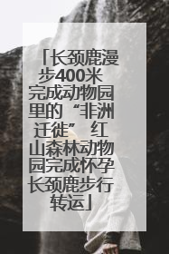 长颈鹿漫步400米完成动物园里的“非洲迁徙” 红山森林动物园完成怀孕长颈鹿步行转运
