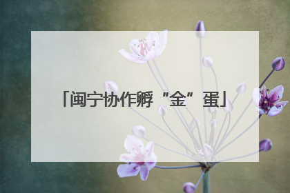 闽宁协作孵“金”蛋
