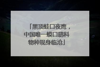 黑顶蛙口夜鹰，中国唯一蟆口鸱科物种现身临沧