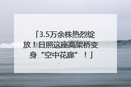 3.5万余株热烈绽放！日照这座高架桥变身“空中花廊”！